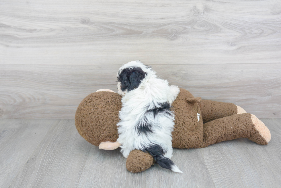 Friendly Teddy Bear Baby