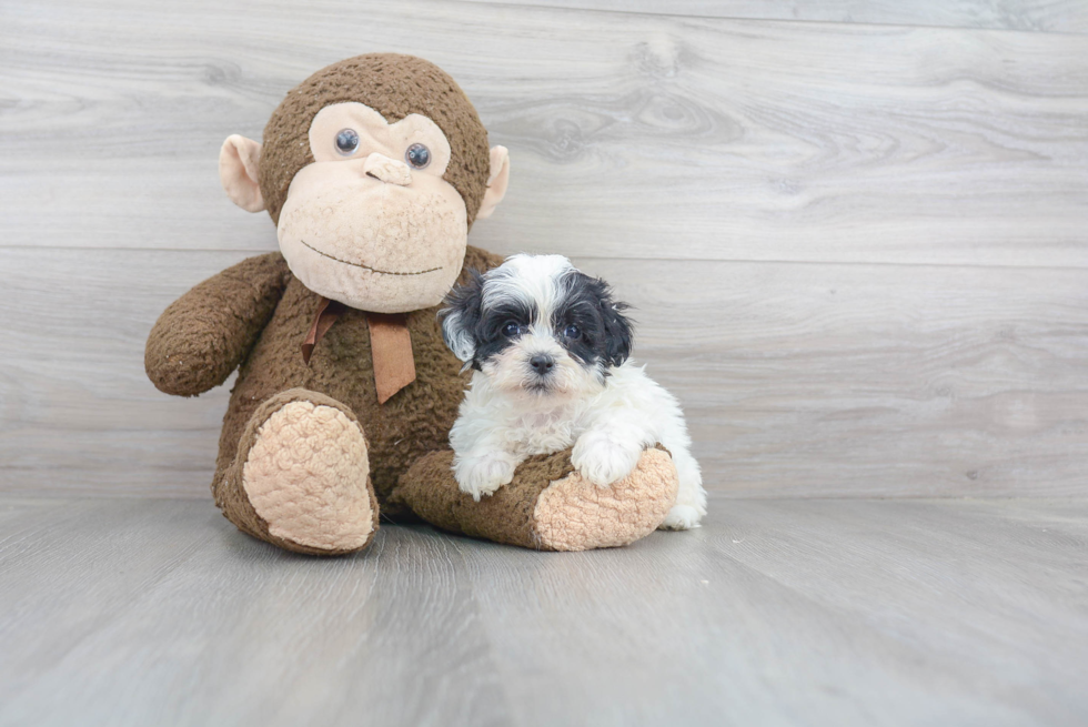 Teddy Bear Puppy for Adoption