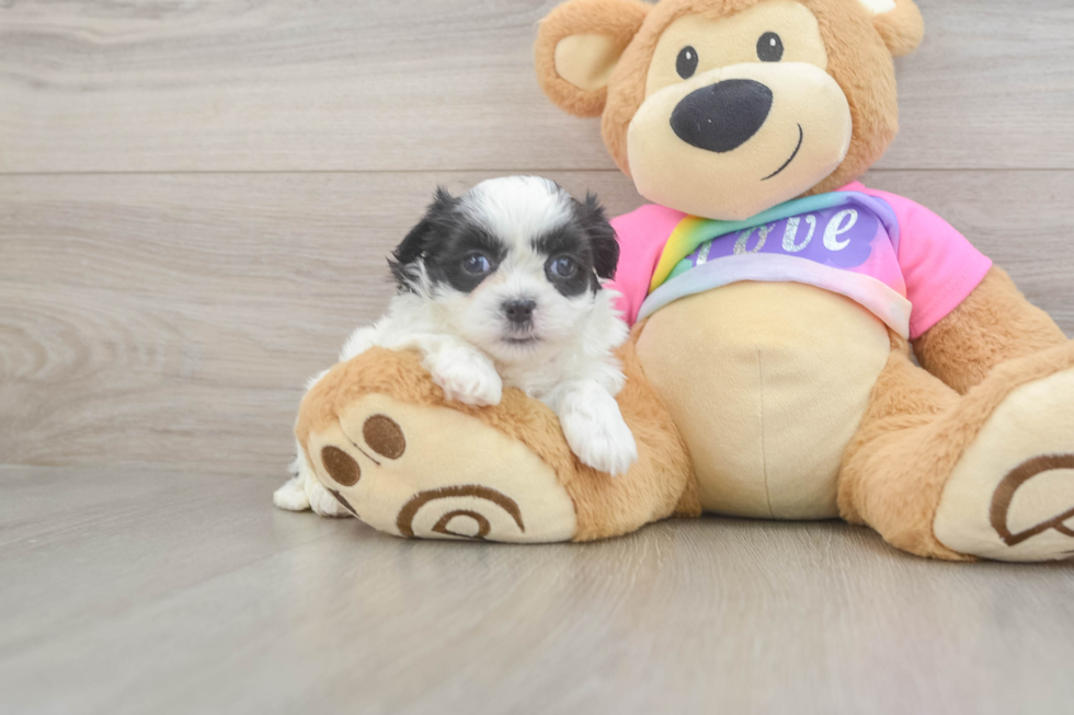 Adorable Shichon Designer Puppy