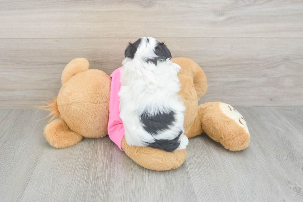 Best Teddy Bear Baby