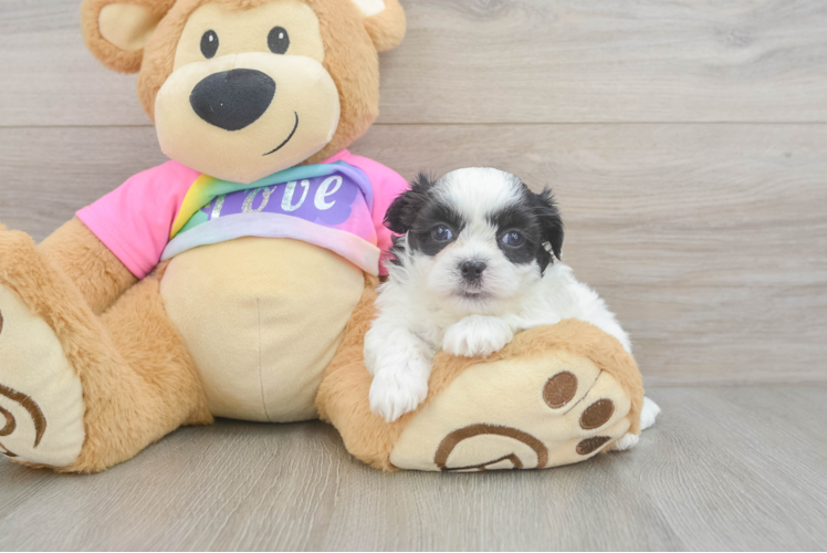 Small Teddy Bear Baby