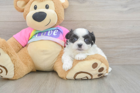 Small Teddy Bear Baby