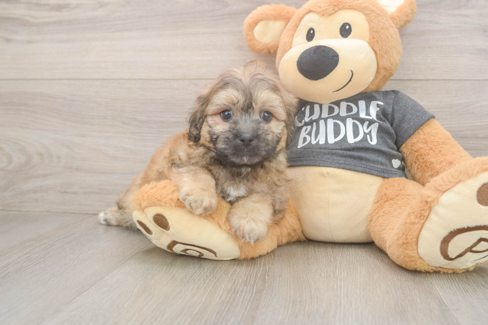 Teddy Bear Puppy for Adoption