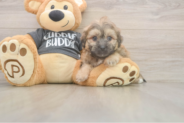 Best Teddy Bear Baby