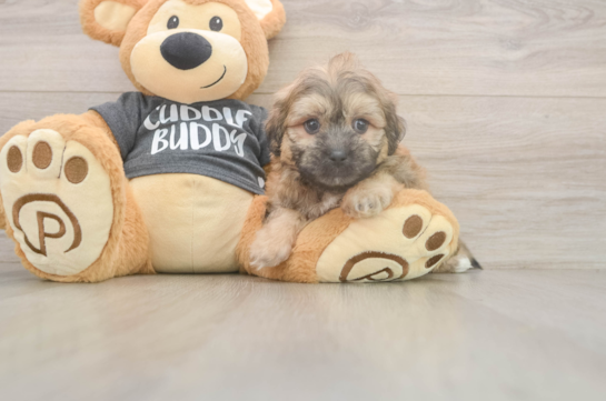 Best Teddy Bear Baby