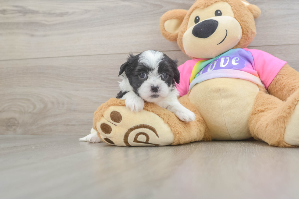 Smart Teddy Bear Designer Pup