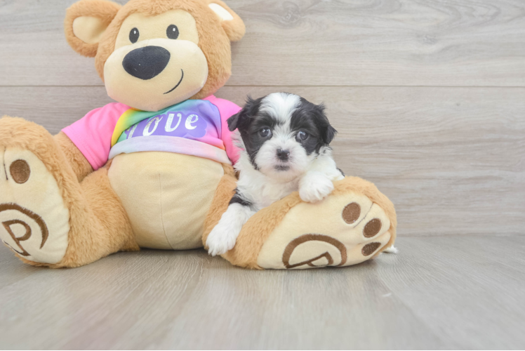 Petite Teddy Bear Designer Pup