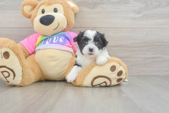 Petite Teddy Bear Designer Pup