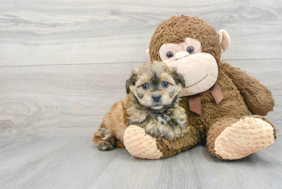 Best Teddy Bear Baby