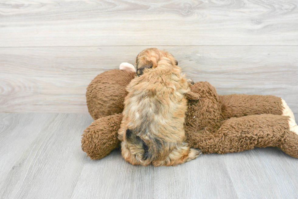 Teddy Bear Pup Being Cute