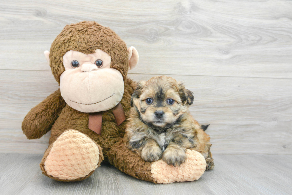Teddy Bear Pup Being Cute