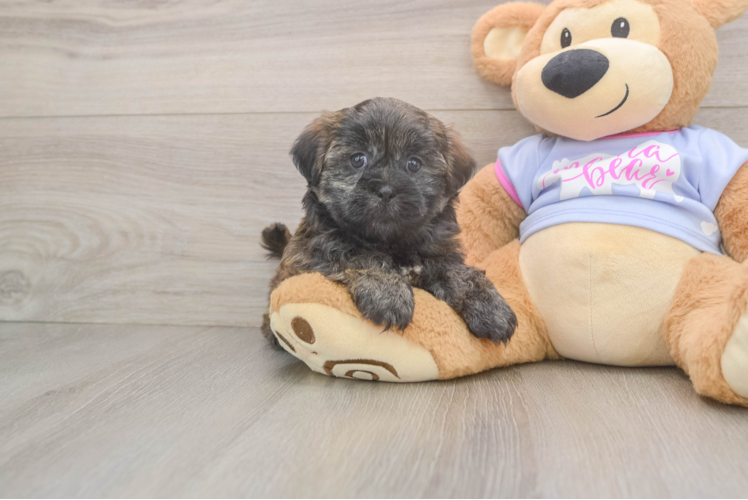Teddy Bear Pup Being Cute