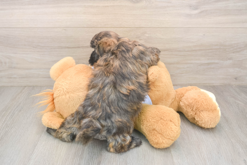 Teddy Bear Puppy for Adoption