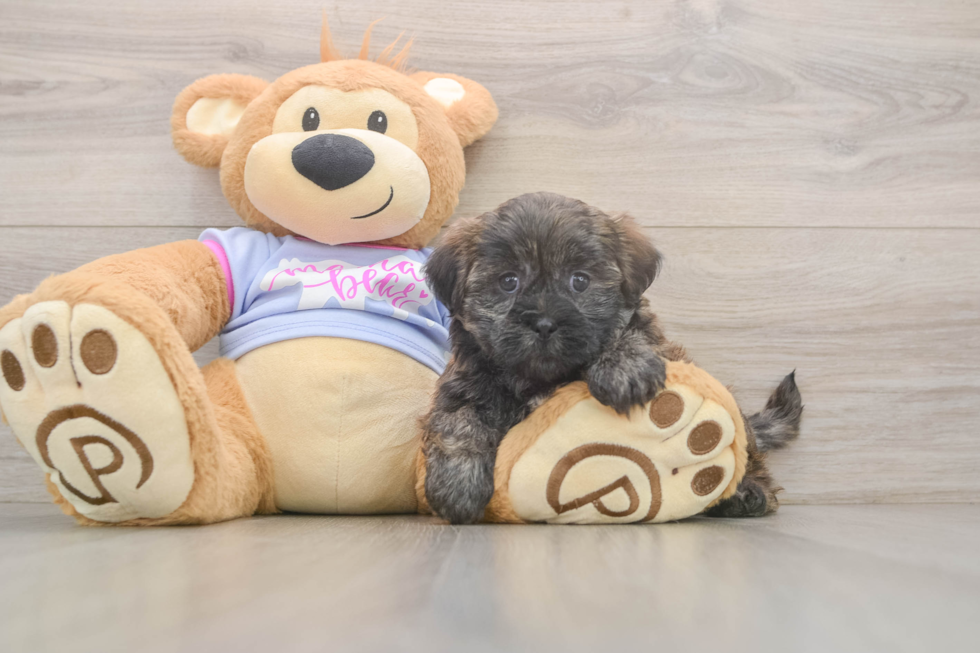 Energetic Shichon Designer Puppy