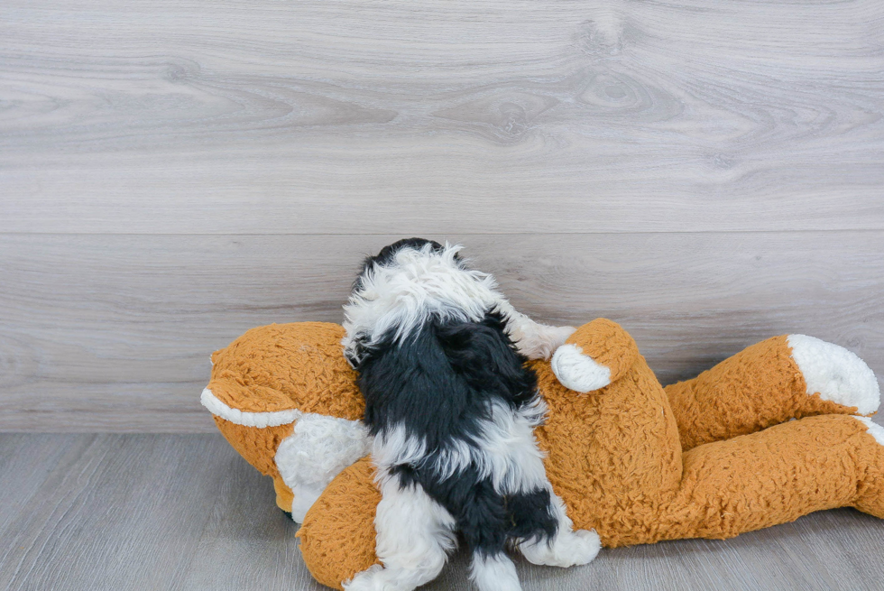 Funny Teddy Bear Designer Pup