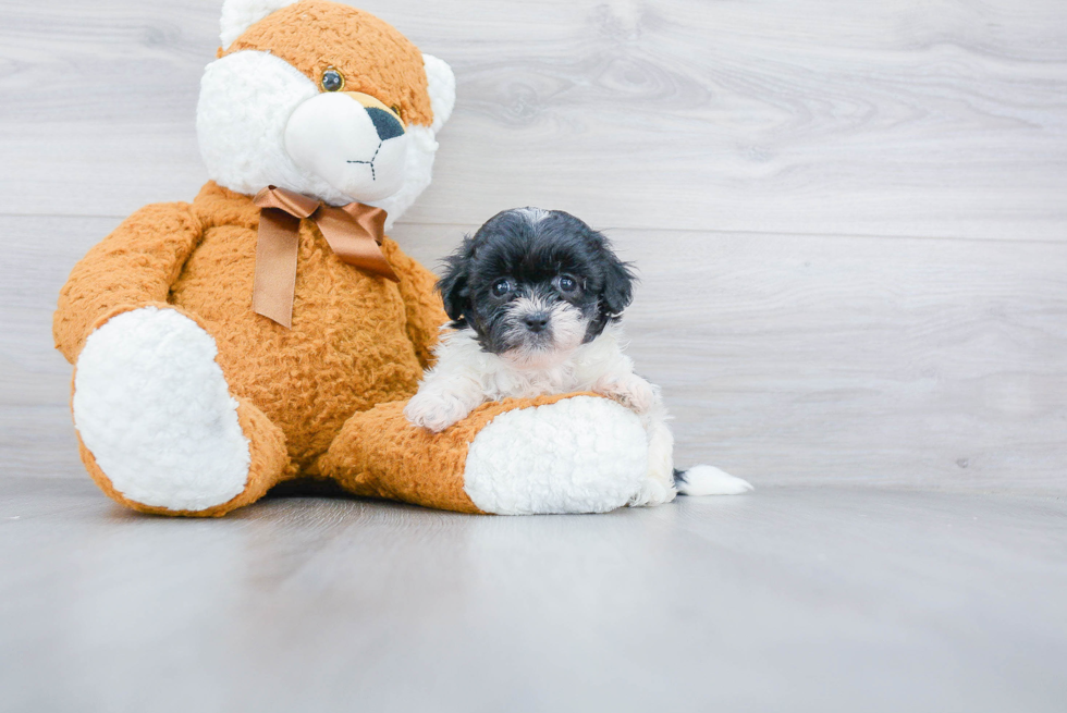 Friendly Teddy Bear Baby