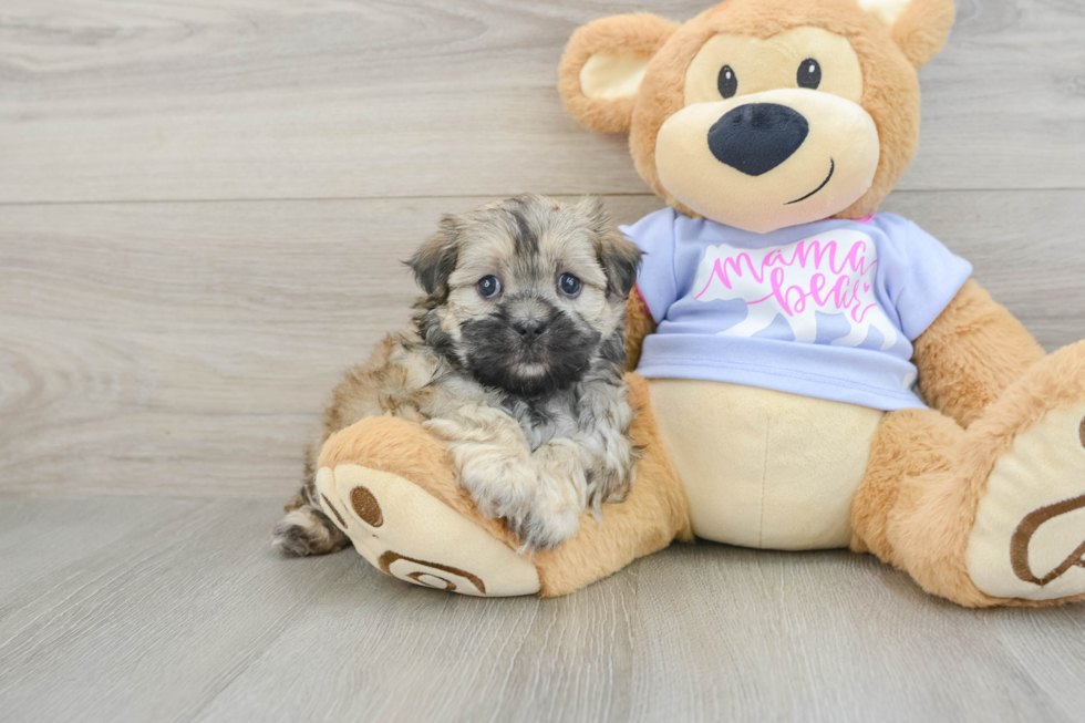 Sweet Teddy Bear Baby