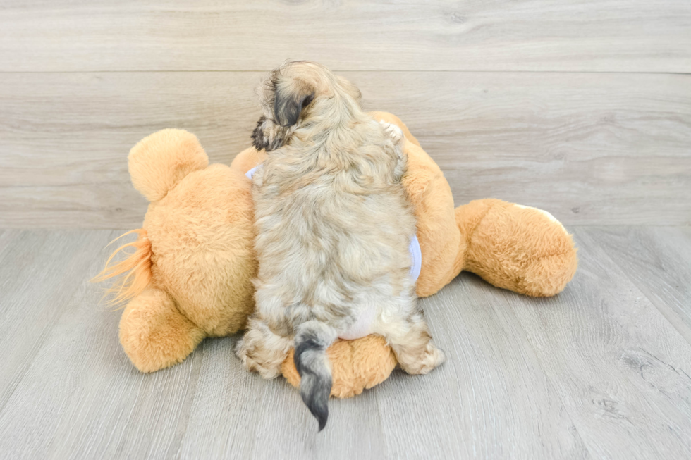 Teddy Bear Pup Being Cute