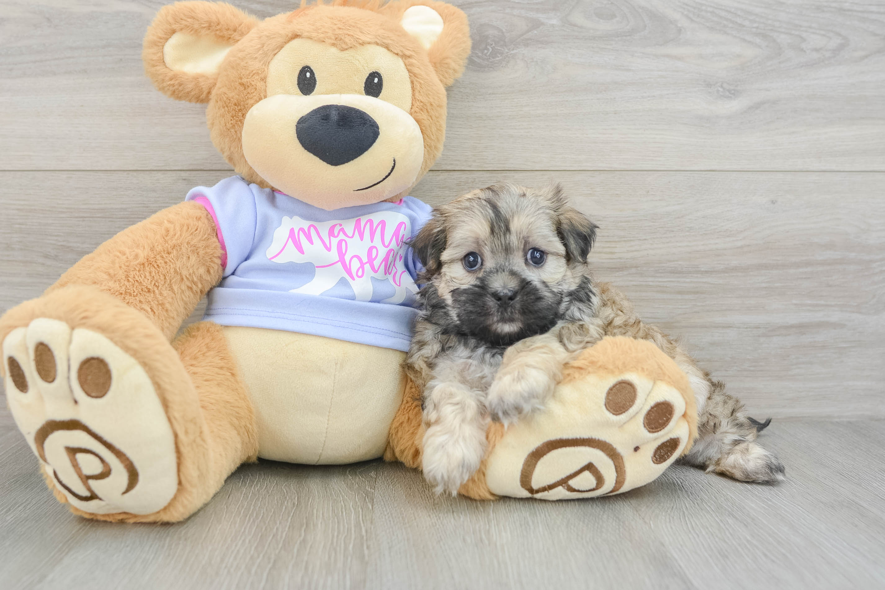 Best Teddy Bear Baby