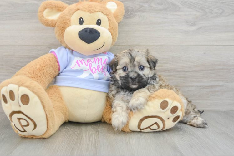 Best Teddy Bear Baby