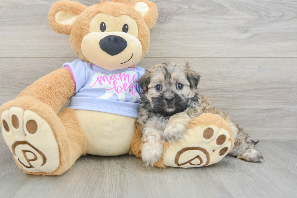 Best Teddy Bear Baby