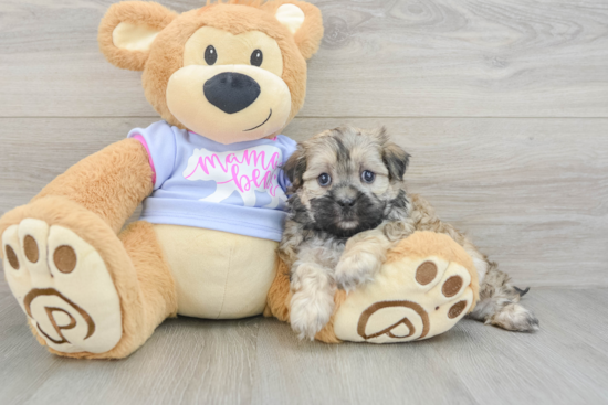 Best Teddy Bear Baby