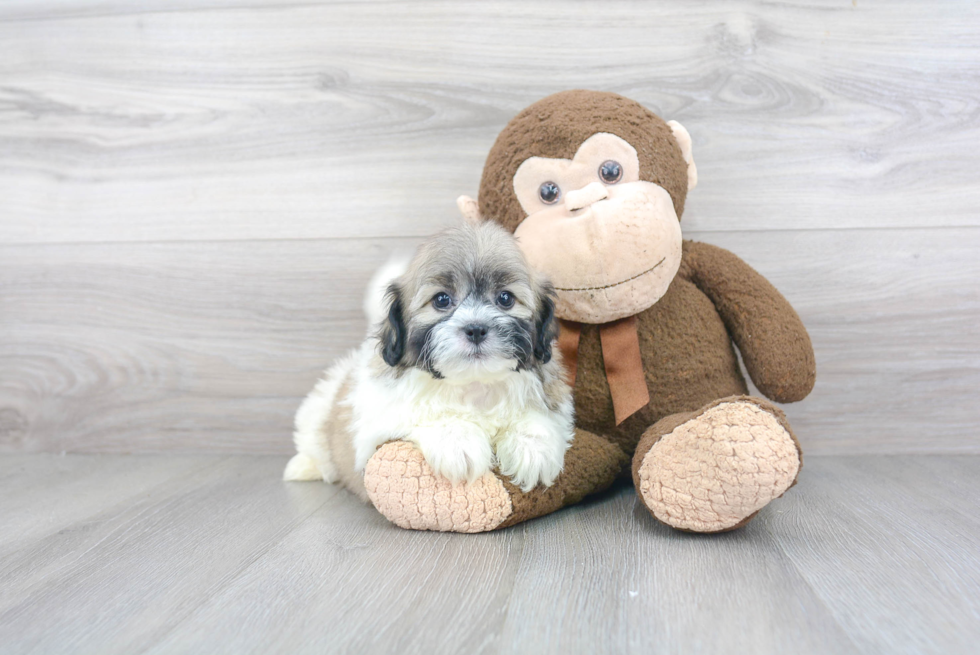 Best Teddy Bear Baby