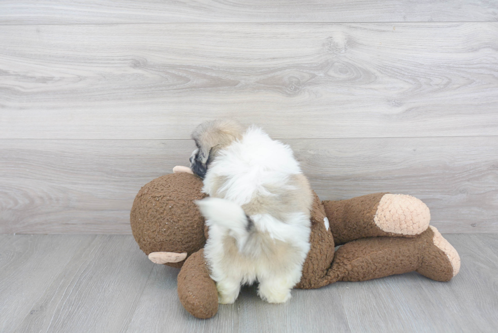 Teddy Bear Puppy for Adoption