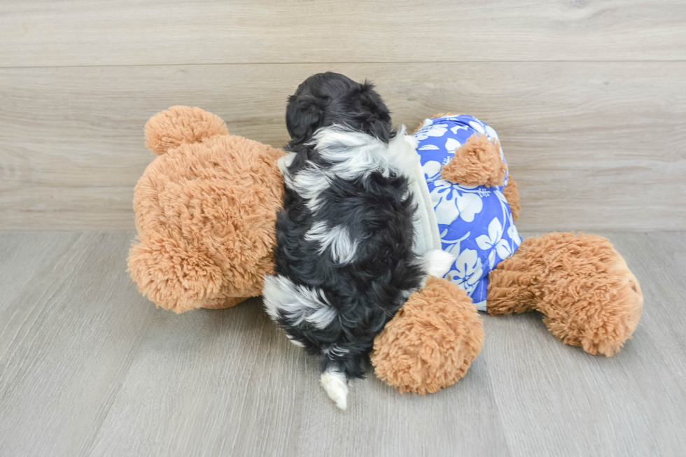Teddy Bear Pup Being Cute