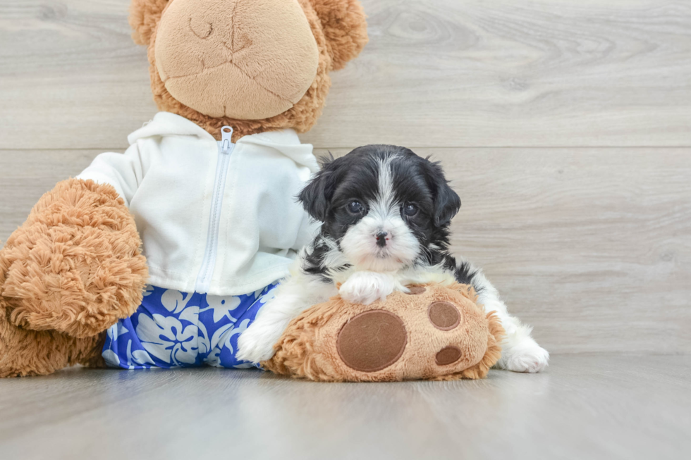 Best Teddy Bear Baby