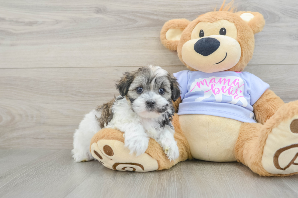 Friendly Teddy Bear Baby