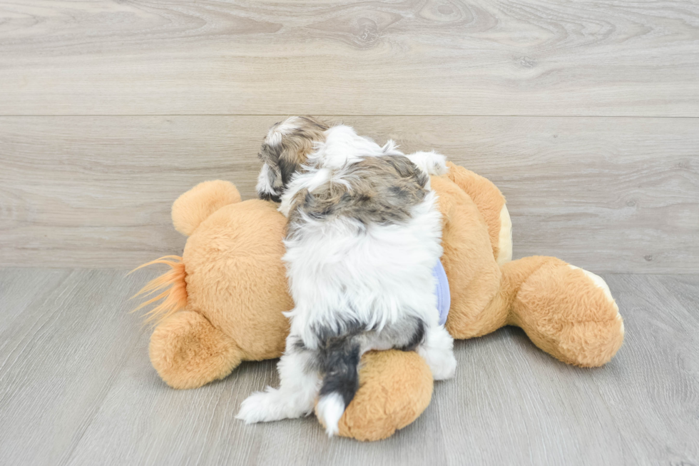 Teddy Bear Puppy for Adoption