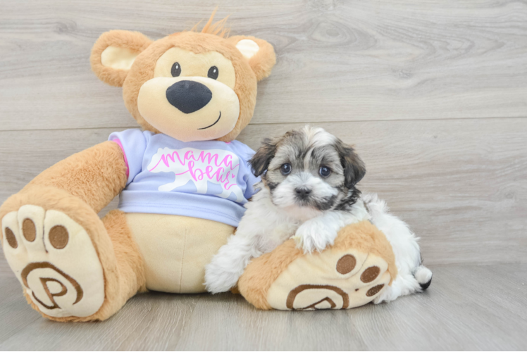 Little Shit Designer Puppy