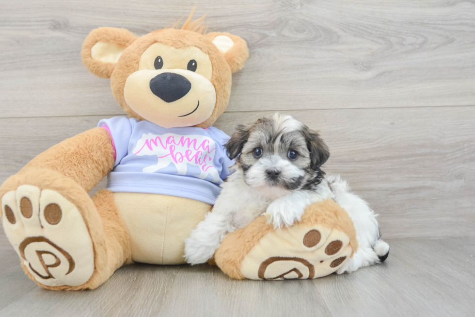 Little Shit Designer Puppy