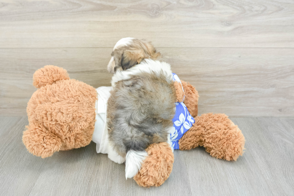 Best Teddy Bear Baby