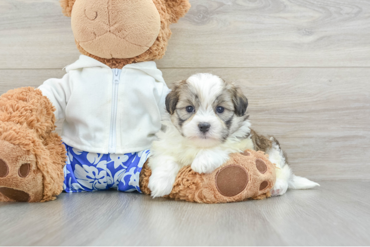 Cute Teddy Bear Baby