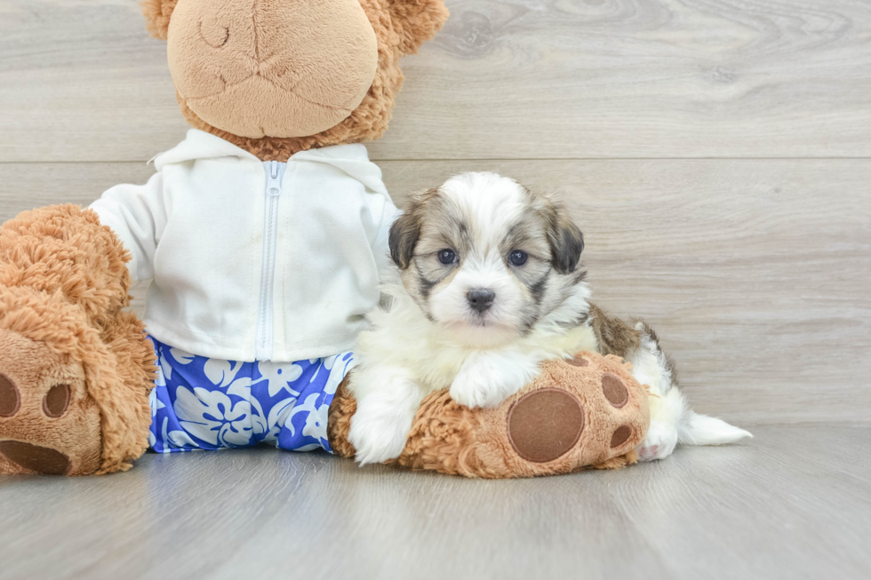 Cute Teddy Bear Baby