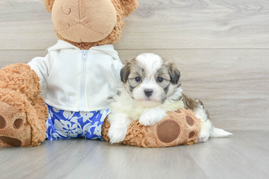 Cute Teddy Bear Baby