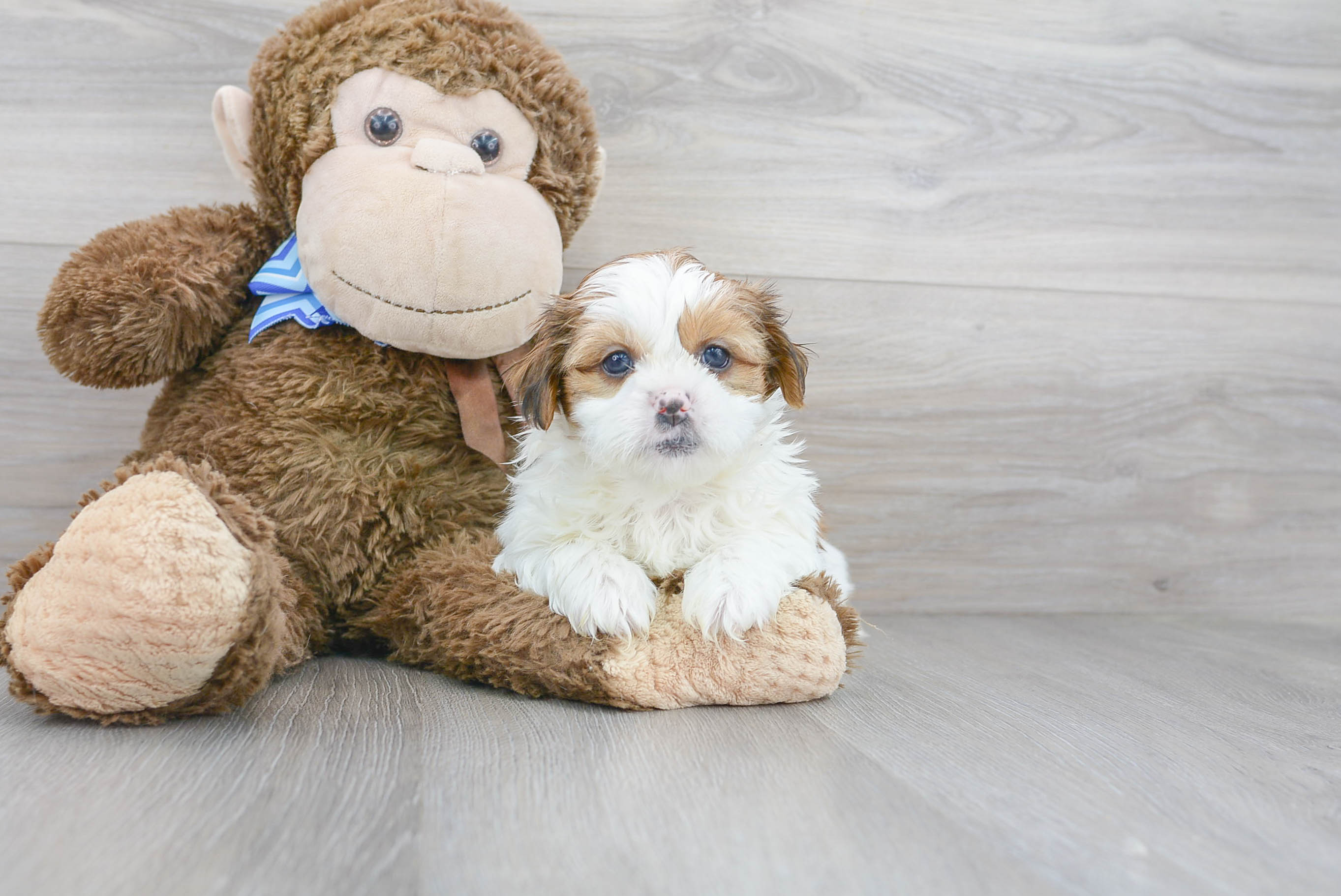 Teddy Bear Puppy for Adoption