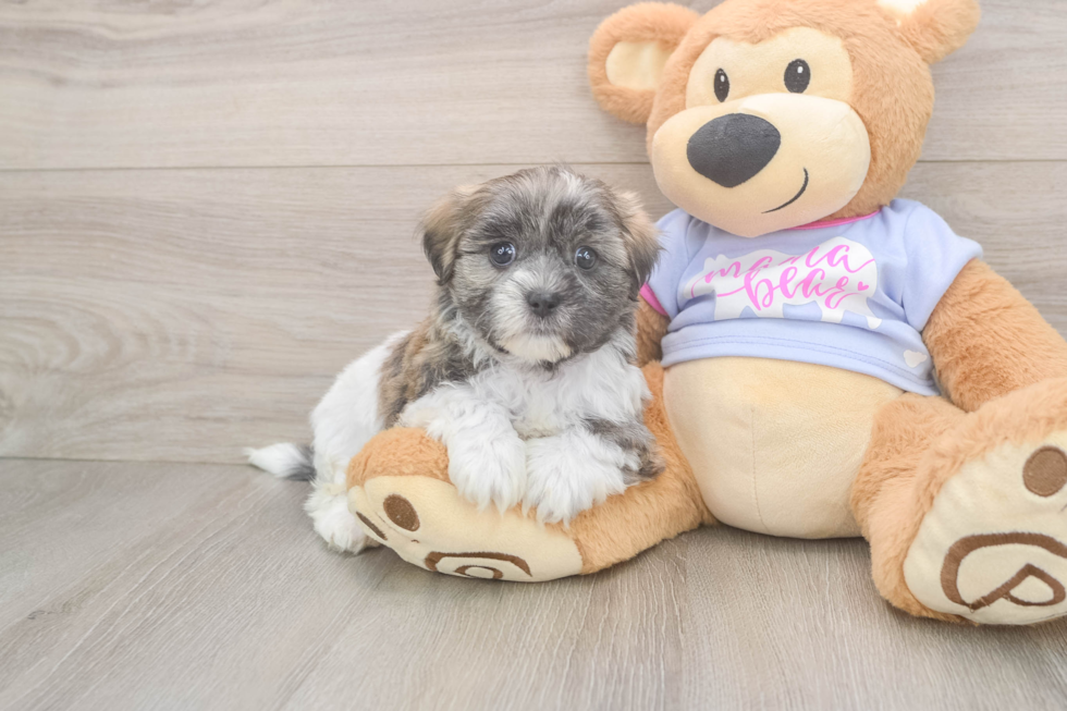 Teddy Bear Pup Being Cute