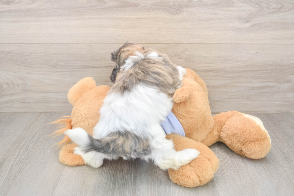 Small Teddy Bear Baby