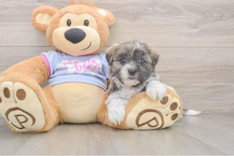 Smart Teddy Bear Designer Pup