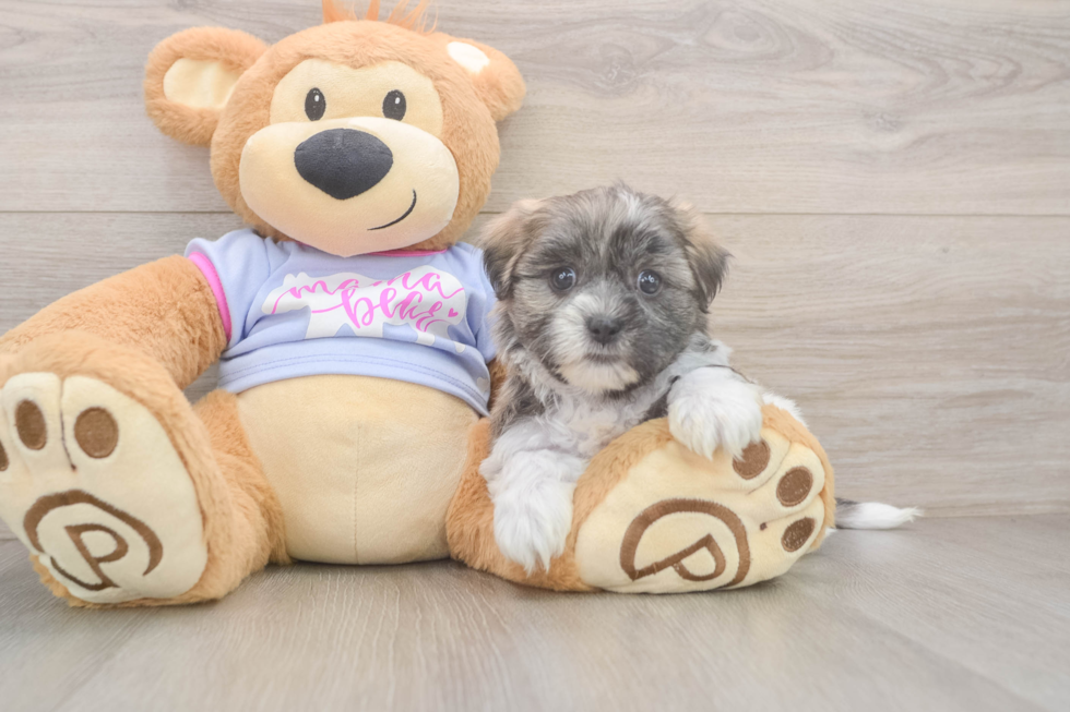 Smart Teddy Bear Designer Pup