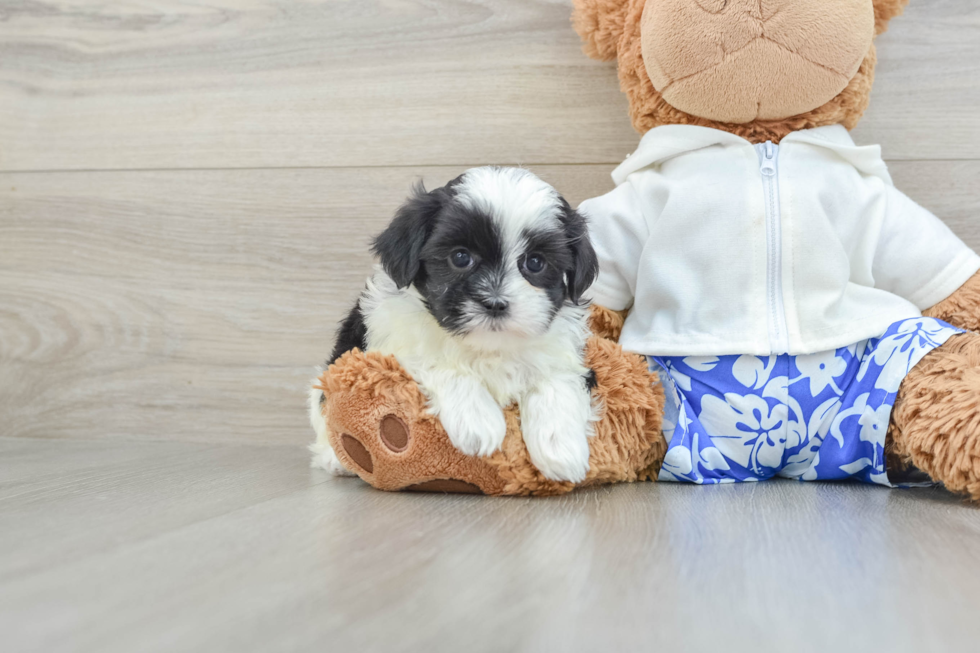 Fluffy Teddy Bear Designer Pup