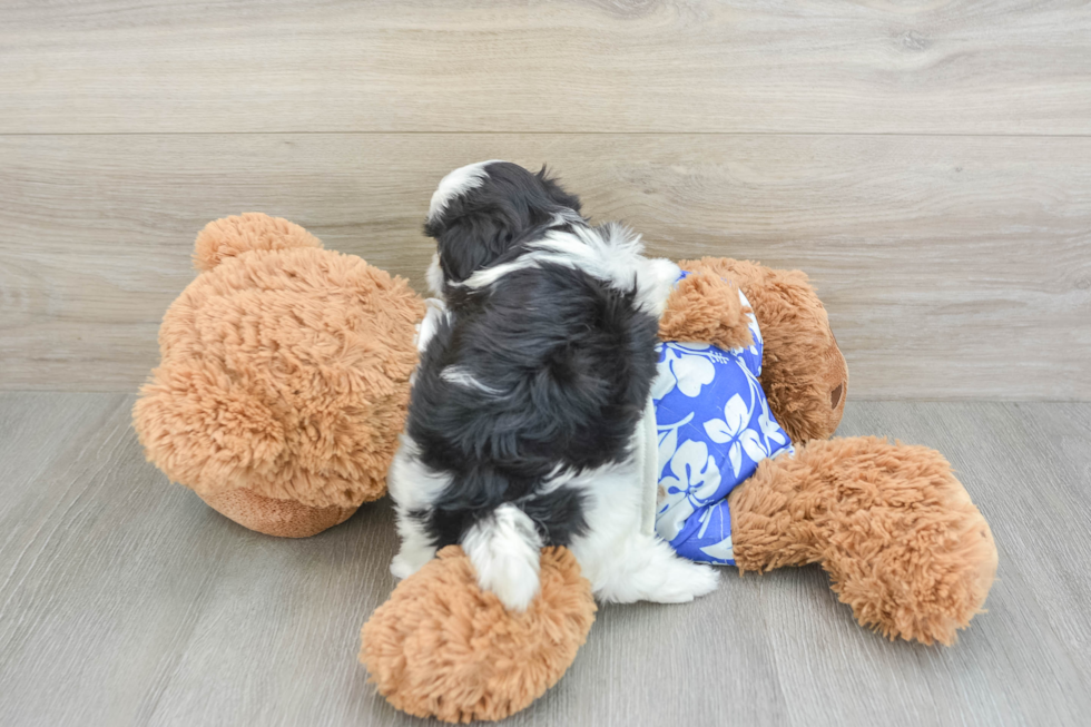 Petite Teddy Bear Designer Pup