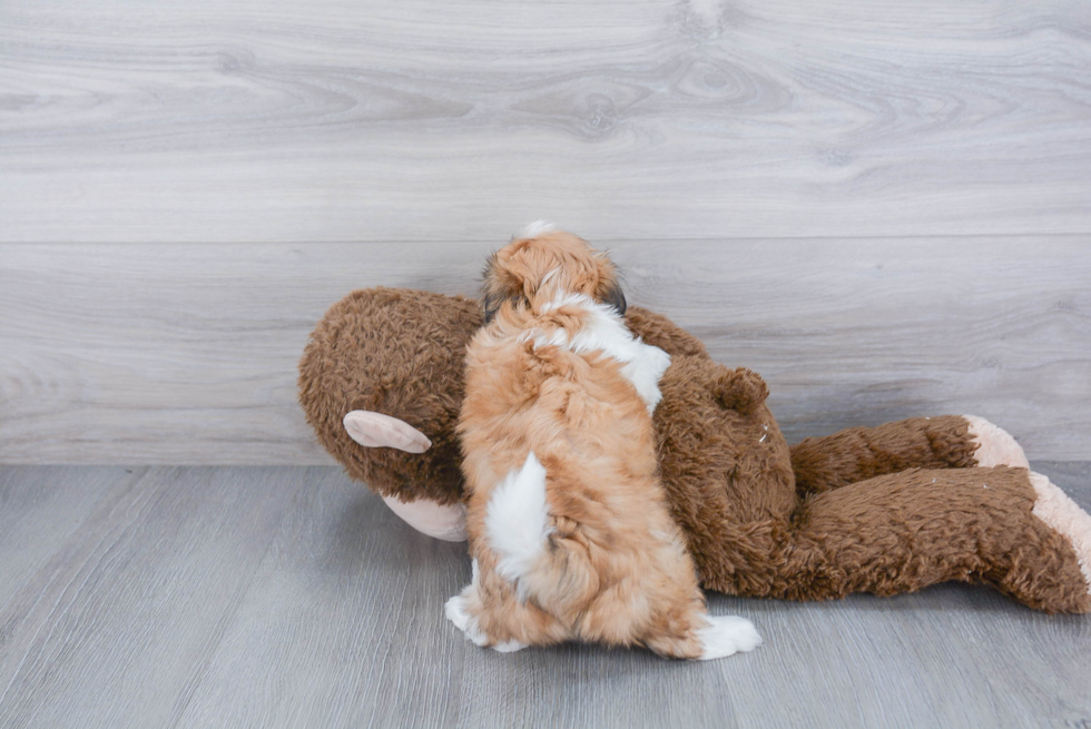 Best Teddy Bear Baby