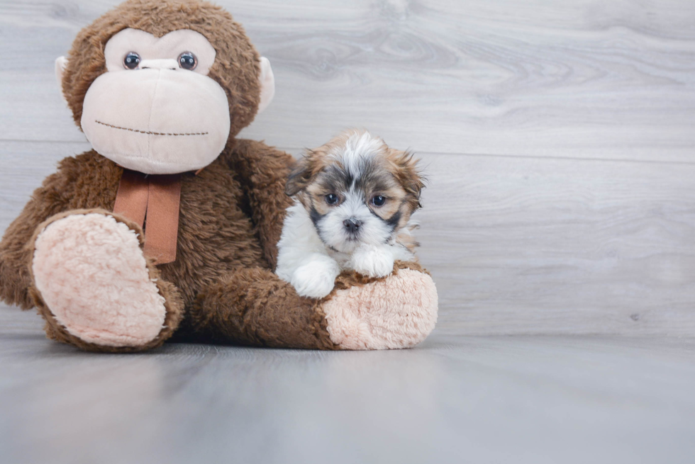 Smart Teddy Bear Designer Pup