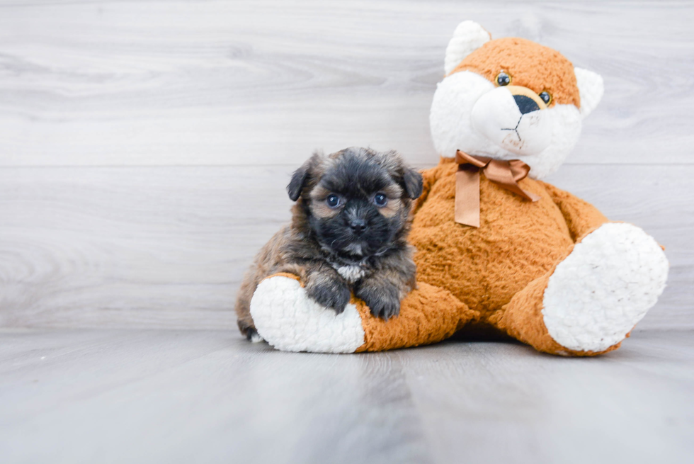 Teddy Bear Pup Being Cute