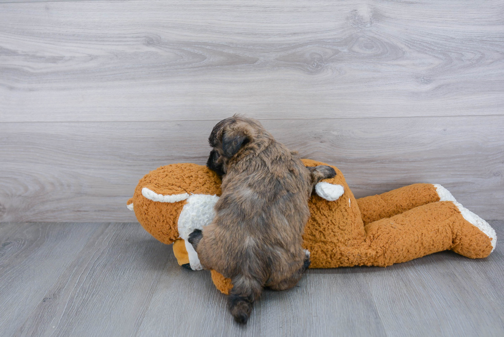 Energetic Shit Designer Puppy