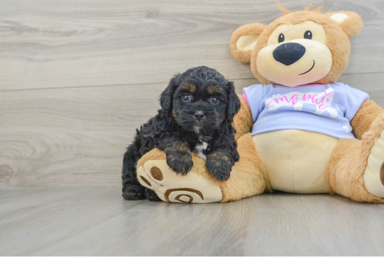 Best Teddy Bear Baby